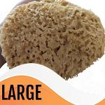Large Honeycomb Sea Sponge