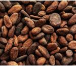 Jamaica First Grade Polished Cacao Cocoa Beans