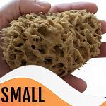 Small Honeycomb Sea Sponge
