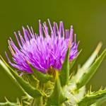 Plant-Derived Milk Thistle Extract, Liver And Gallbladder Friendly