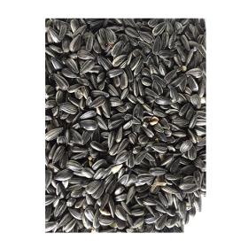 high quality cheap  sunflower seeds for export