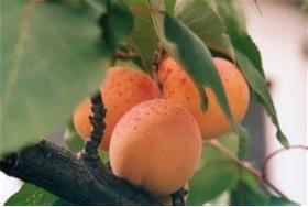 Apricot France