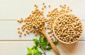 We Supply Soya Beans Globally