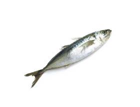 Horse mackerel – Jack mackerel