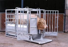 Champion Beefmaster Cattle Crush