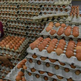 BROILER HATCHING EGG/FRESH TABLE BROWN AND WHITE CHICKEN EGG