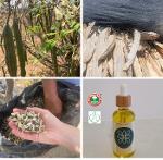 Moringa oil organic, non certified