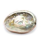 Abalone Shell – Small – 50 to 70 mm