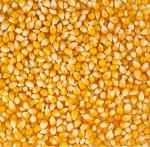  Yellow Corn Maize 
