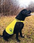 Safety Vest for Dogs - Buenos Air