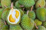 Fresh Durian High Quality / Premium Frozen Durian 