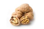Wallnut in shell