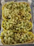 seedles grapes