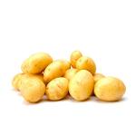 fresh holland potato