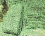 Alfalfa Hay Animal feed