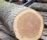 Pine Spruce Birch Oak Ash Timber