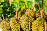 Fresh Cut Durian Fruits for from Thailand Quality Tropical 