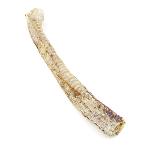 Dried Large beef trachea