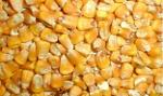 Corn grain