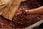 arabica, robusta coffee cocoa beans and cocoa nibs 