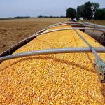 Non GMO Yellow Corn 