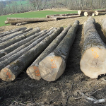 European White Ash Logs