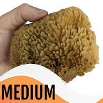 Medium Grass Sea Sponge