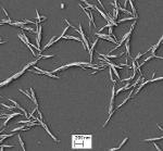 Nanocrystalline cellulose (NCC)