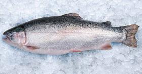 Steelhead Salmon Trout