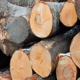Beech Lumber logs