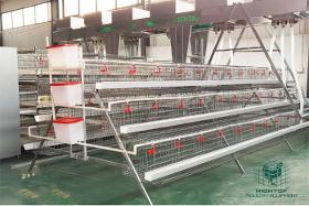 Layer Chicken Battery Cage System Manufacturers & Supplier