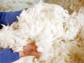 SCOURED AND WASHABLE WOOL