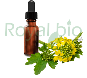 Organic Mustard Vegetable Oil – Low In Uric Acid