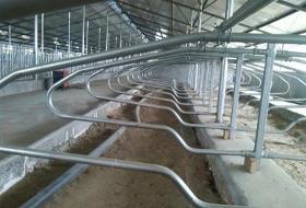  hot dip galvanized cow/cattle free stall
