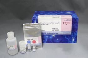 Cellular Senescence Plate Assay Kit - SPiDER-beta-Gal