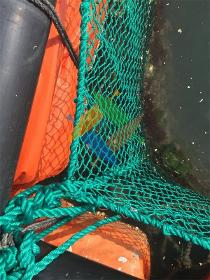 Abalone Net Cage