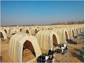 Cow Houses,calf Calves shelter
