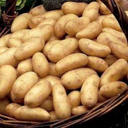 Potatoes 10 KG