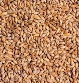 Grains Wheat Corn Oilseeds Barley Sorghum Buckwheat