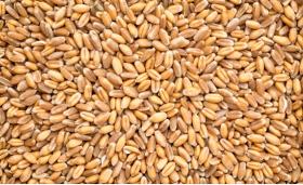 Wheat India 11.5% Protein  £256 €300 Ton 