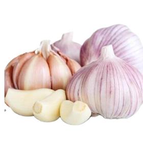 Fresh White Garlic  and Fresh Red/Purple Garlic
