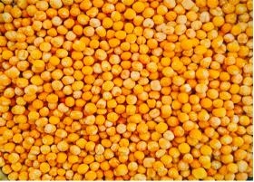 Yellow peas polished (types: whole, split and kibbled)