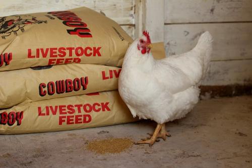 Chicken feed for sale