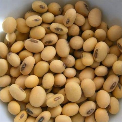 Soybeans / High Quality Non GMO Yellow Dry Soybean Seed / NO