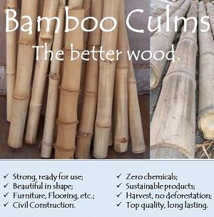 Bamboo Culms