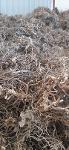 Butcher's Broom Root, Ruscus Aculeatus, Иглица колючая
