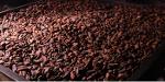 Good Quality Cocoa Beans