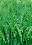 Seeds of winter crops barley