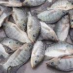 Buy Tilapia Fish
