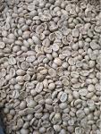 Robusta Natural Green Coffee Beans for sale
